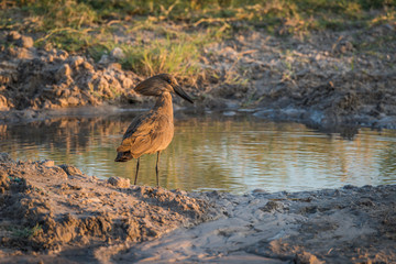 Hammerkop by muddy water hole at dusk