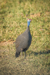 Fototapeta premium Helmeted guineafowl on grass starsing at camera