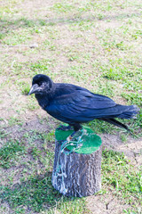 Crow in a falconry stage
