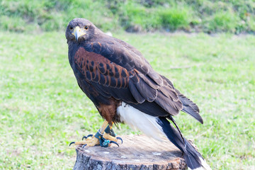 Buzzard in a falconry stage
