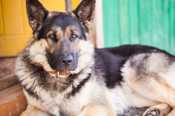 German Shepherd sitting near the house in the village