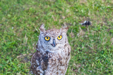Owl in a falconry stage