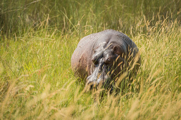 Hippopotamus standing in long grass facing camera