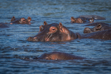 Hippopotamus with others in river facing camera