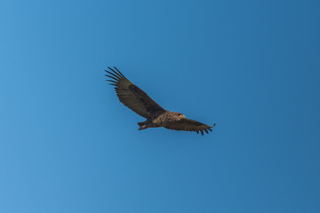 Obraz premium Juvenile bateleur flying in perfect blue sky