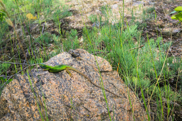 Lizard on the stone