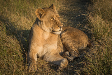 Lion lying on grass track at sunset