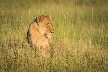 Lion lying on grassy mound at sunset
