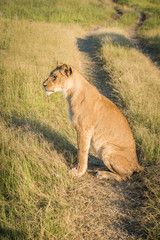 Fototapeta na wymiar Lion sitting on grassy track at sunset