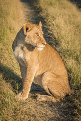 Lion sitting on track with head turned