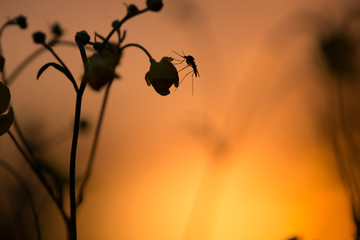 Mosquito resting on buttercup flower