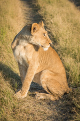 Lion sitting on track with turned head