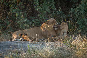 Lioness growling in bushes with two cubs