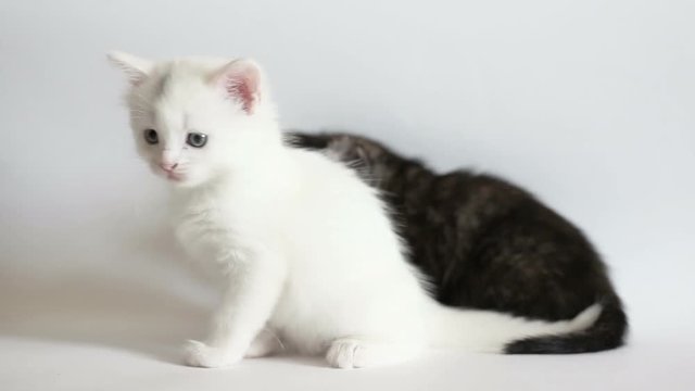 White and black fluffy kittens