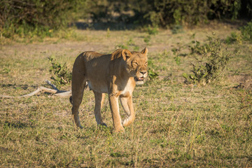 Fototapeta na wymiar Lioness stalking prey in grassy clearing