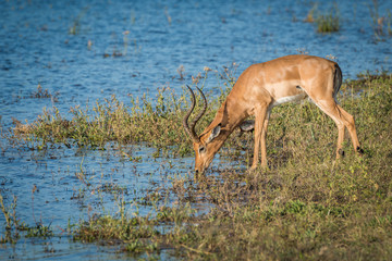 Male impala drinking from river in sunshine