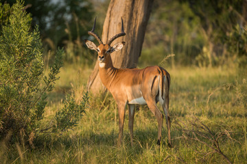 Fototapeta premium Male impala in golden light facing camera