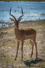 Male impala on grassy riverbank facing camera