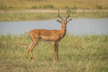 Naklejka na ściany i meble Male impala on river bank facing camera