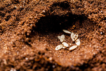 seeds in the ground