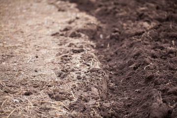 Cultivated field. Close up.