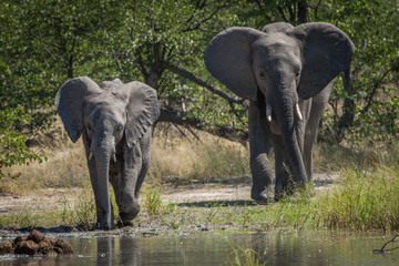 Obraz premium Mother and baby elephant approaching water hole