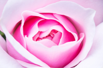 Obraz na płótnie Canvas Pink Rose Bud