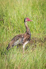 Obraz na płótnie Canvas Spur-winged goose standing in grass facing camera