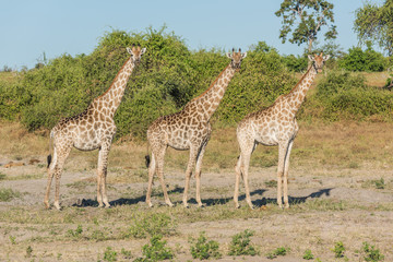 Naklejka na ściany i meble Three South African giraffe side-by-side in bush