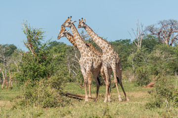 Three South African giraffe standing among bushes