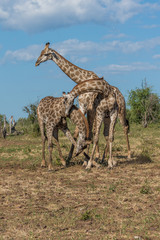 Three South African giraffe wrestling in bushes