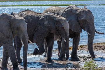 Three elephants in line walking from river