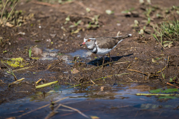 Three-banded plover looking for food on riverbank