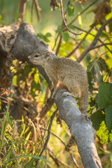 Tree squirrel on broken branch facing left