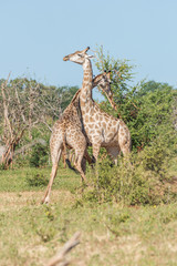 Two South African giraffe challenging each other