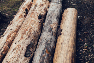 Pile of cut pine logs in the forest.