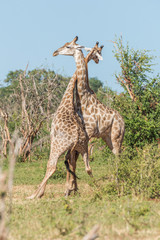 Naklejka na ściany i meble Two South African giraffe fighting each other