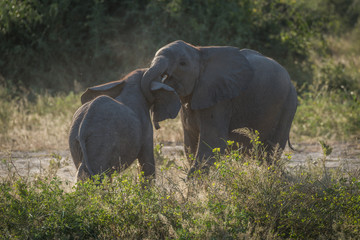 Naklejka na ściany i meble Two baby elephants play fighting in bushes
