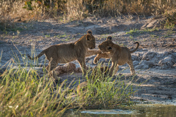 Two lion cubs play fighting in grass