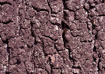 Old tree bark texture.