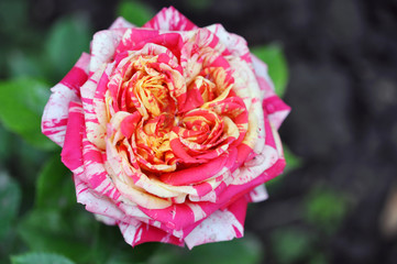 Beautiful Red And White Rose Flower, Top View