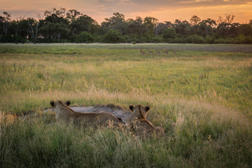Two lions watching impala herd at dusk