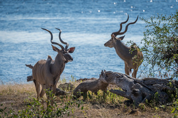 Two male greater kudu standing beside river