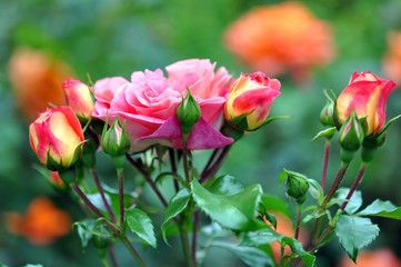 Beautiful Pink Ostin Rose Flower In Park