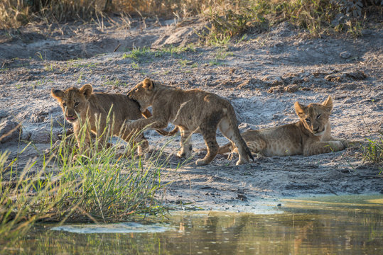 Two lion cubs play fighting beside another