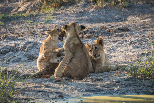 Two lion cubs play fighting by another