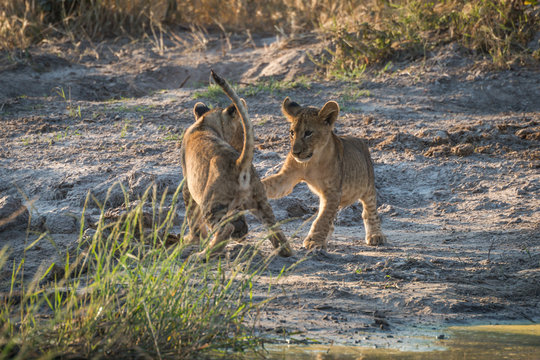 Two lion cubs playing on dusty ground