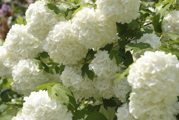 white flowers, selective focus