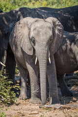 Fototapeta na wymiar Young elephant standing with herd in sunshine