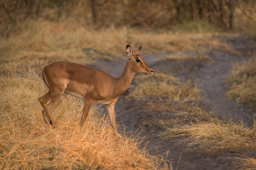 Young impala in grass crossing sandy track